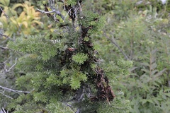 Herpotrichia juniperi