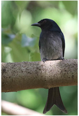 Dicrurus caerulescens