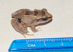 Eleutherodactylus atkinsi