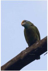 Psilopogon flavifrons