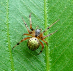 Araneus workmani