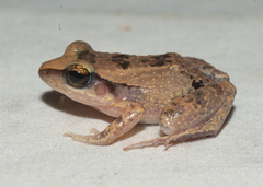 Eleutherodactylus atkinsi