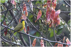 Rubigula melanicterus