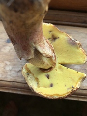 Butyriboletus taughannockensis