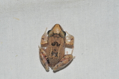 Eleutherodactylus atkinsi