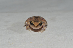 Eleutherodactylus atkinsi