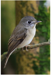 Muscicapa muttui