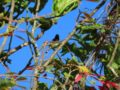 Sporophila nigricollis nigricollis