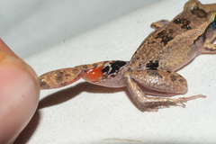 Eleutherodactylus atkinsi