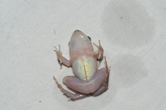 Eleutherodactylus atkinsi