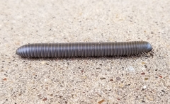 Comanchelus