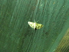 Polygrammodes langdonalis