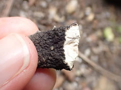 Xylaria polymorpha