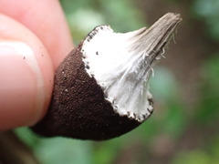 Xylaria polymorpha