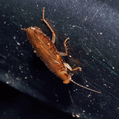 Chorisoneura texensis