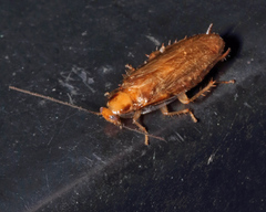 Chorisoneura texensis