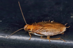 Chorisoneura texensis