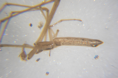 Tetragnatha caudata