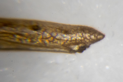 Tetragnatha caudata