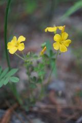 Oxalis texana