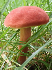 Hortiboletus rubellus