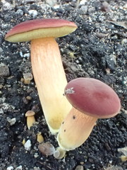Hortiboletus rubellus