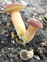 Hortiboletus rubellus