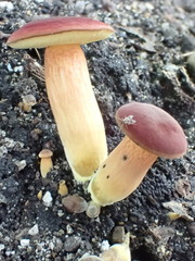 Hortiboletus rubellus