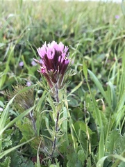 Castilleja exserta exserta