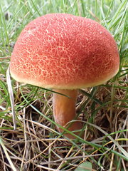 Hortiboletus rubellus