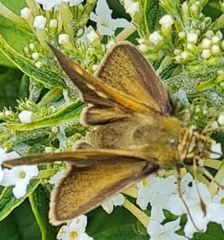 Polites themistocles