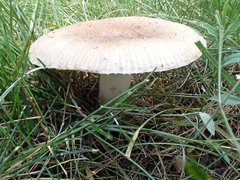 Russula pectinatoides