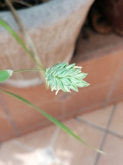 Phalaris canariensis