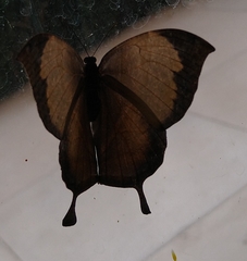 Consul electra electra