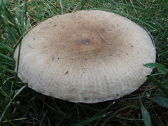 Russula pectinatoides
