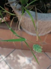 Phalaris canariensis