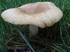 Russula pectinatoides