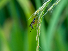 Lissonota lineolaris