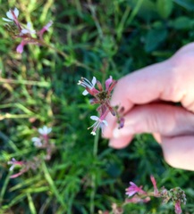 Gaura
