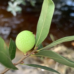 Amphibolips quercuscinerea