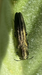 Agrilus lacustris
