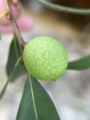 Amphibolips quercuscinerea