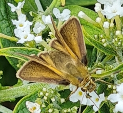 Polites themistocles