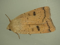 Abagrotis trigona