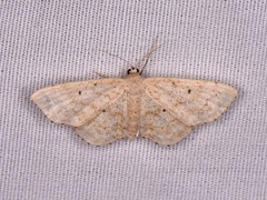 Scopula compensata