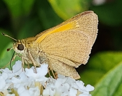 Polites themistocles