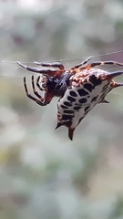 Gasteracantha thomasinsulae