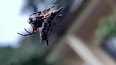 Gasteracantha thomasinsulae