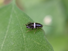 Planuncus tingitanus