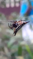Gasteracantha thomasinsulae
